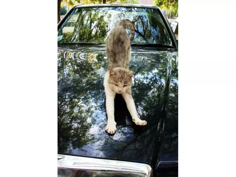 Nigrin Reparaturset für Acryl- und Plexiglas 2 Nigrin Reparaturset für Acryl- und Plexiglas – Bild 2